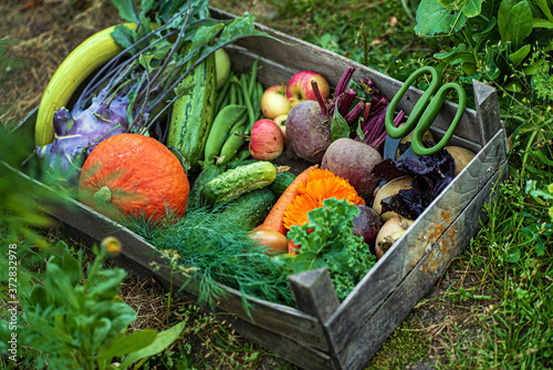 fresh organic vegeatables in the box photo