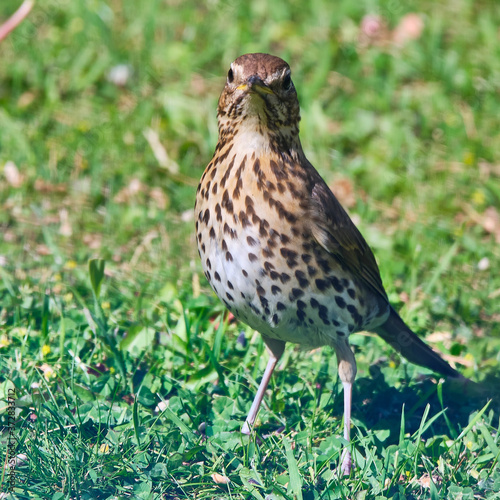 Song Thrush - Turdus philomelos on Grass Field © Terry