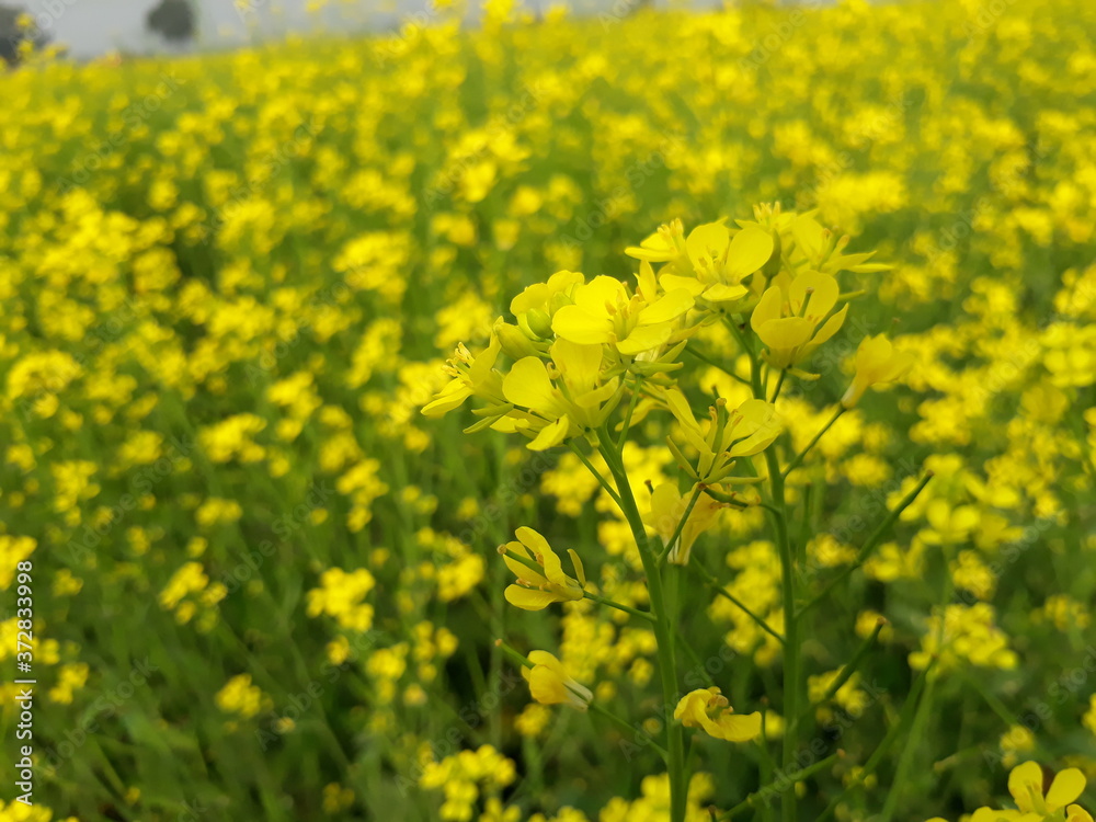 field of yellow flowers, mustard flowers field in the India, mustard flowers. 