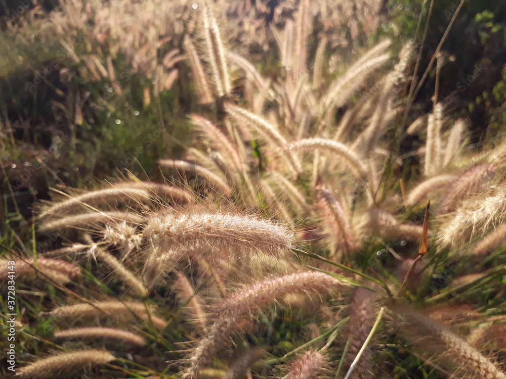 Desho grass, pennisetum pedicellatum grass in India, denanath grass flower in India. Desho grass, pennisetum pedicellatum grass in India, denanath grass flower in India.