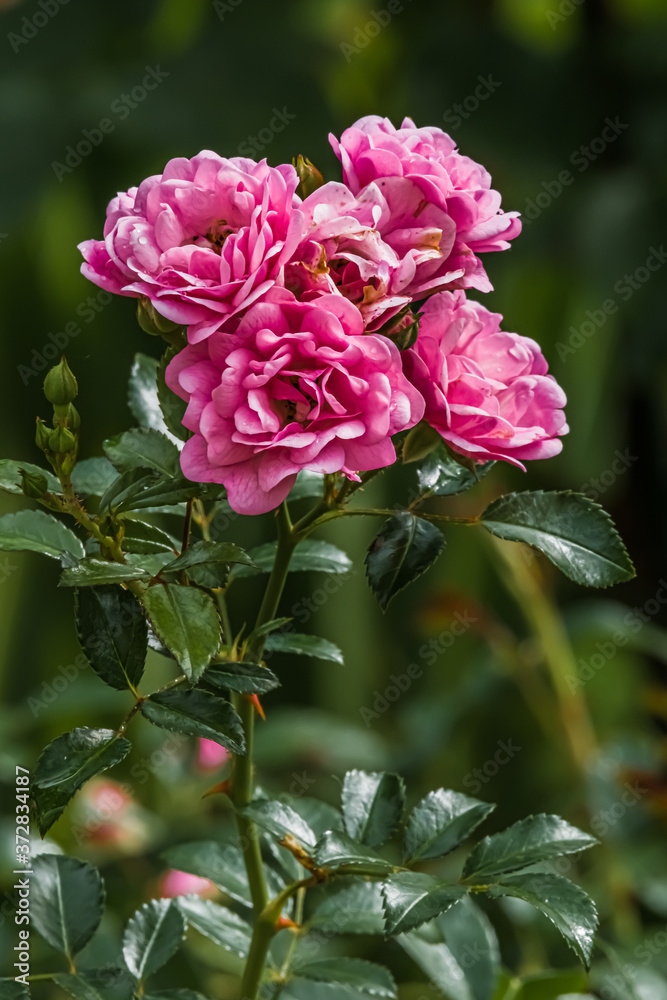 Four roses in the monastery garden Four roses in the monastery garden