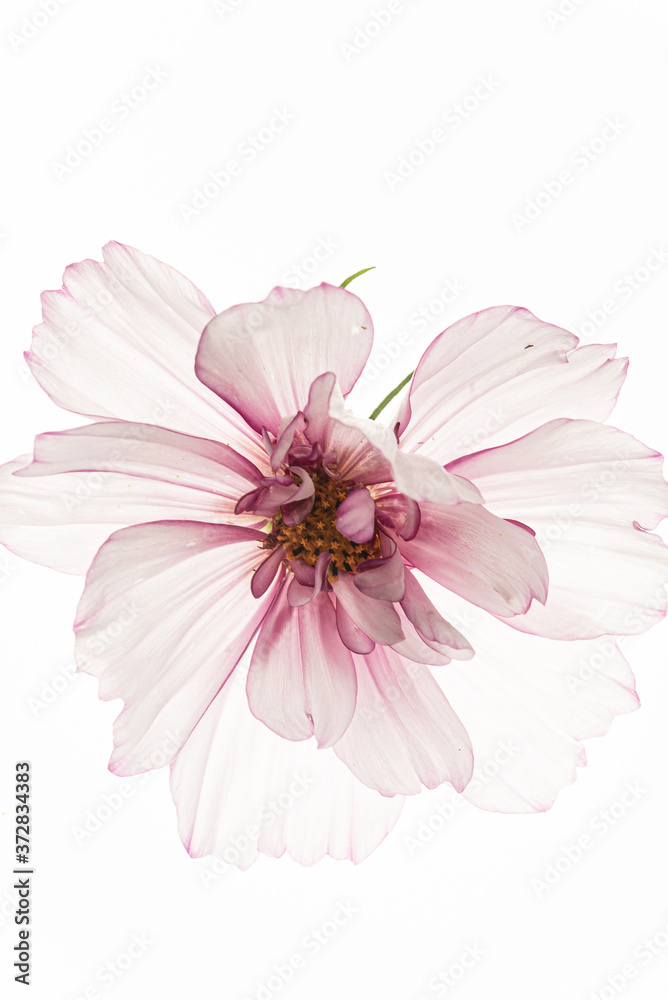 flower on the white background flower on the white background