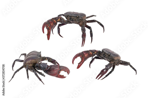 Crab (Field crab) Isolated on white background with clipping path included.