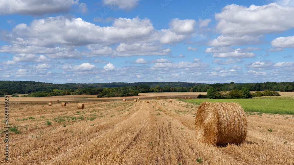 Wheat fields and hills in the French Gatinais regional nature park