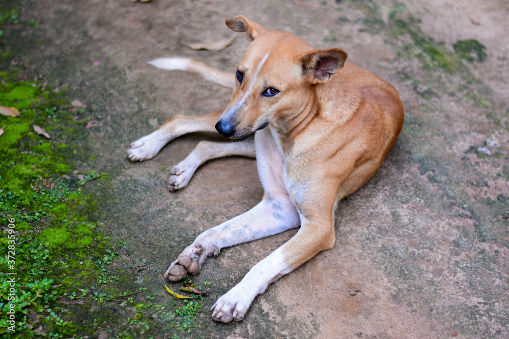 portrait of a dog