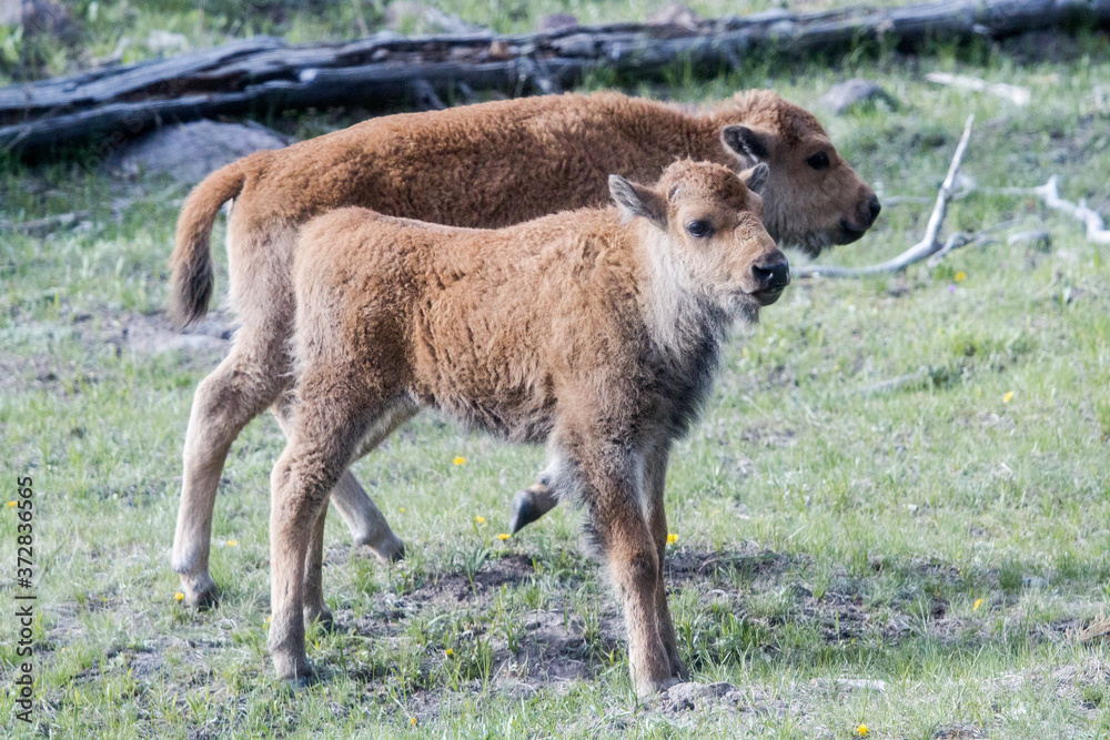 American Bison calfs in Yellowstone National Park American Bison calfs in Yellowstone National Park