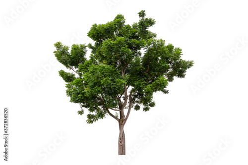 Beautiful green tree isolated on white background