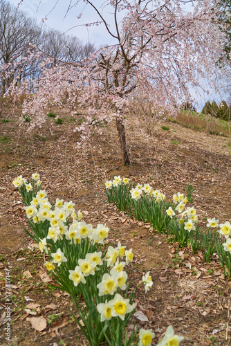 Wallpaper Mural 宇都宮　まほろばの郷2020 Torontodigital.ca