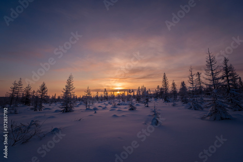 Winter scene. Snowscape. Forest, sunset, trees. 
