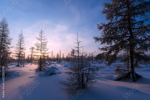 Beautiful Winter Background. Wintertime Wallpaper. Snow-covered trees close up outdoors with selective focus. Nature.