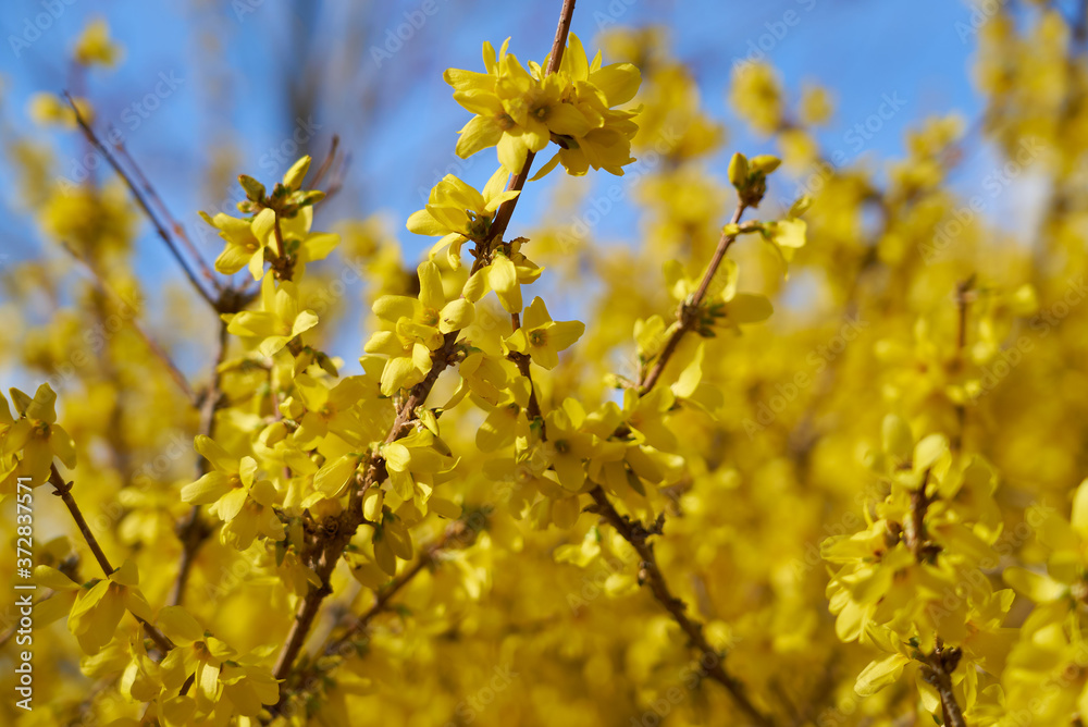 宇都宮　豊郷　まほろばの郷　レンギョウ