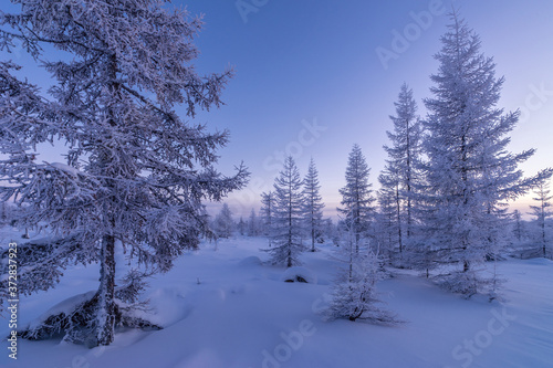 Winter landscape. Forest, cloudy sky, sunset over snow-covered forest.