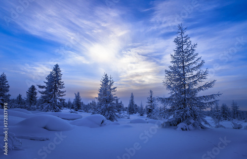 Winter landscape. Forest, cloudy sky, sunset over snow-covered forest. © Olonkho