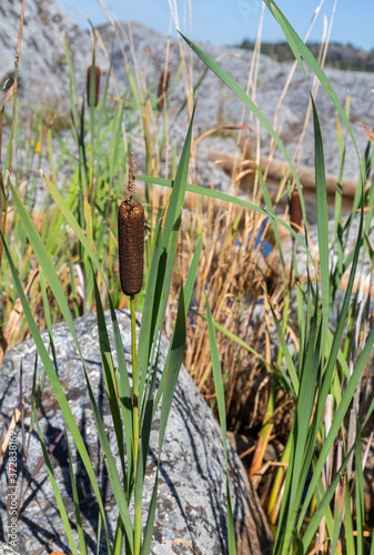 Archipelago landscape, reeds in the water