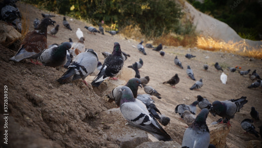 Obraz premium pigeons valley