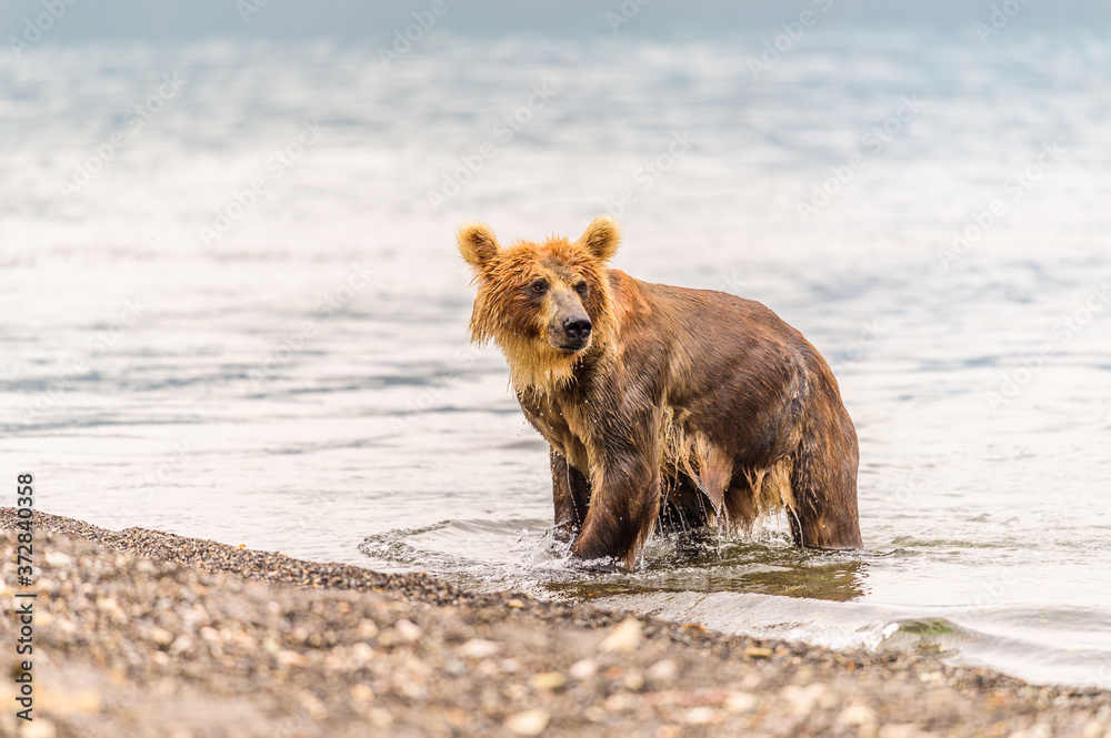 Ruling the landscape, brown bears of Kamchatka (Ursus arctos beringianus) Ruling the landscape, brown bears of Kamchatka (Ursus arctos beringianus)