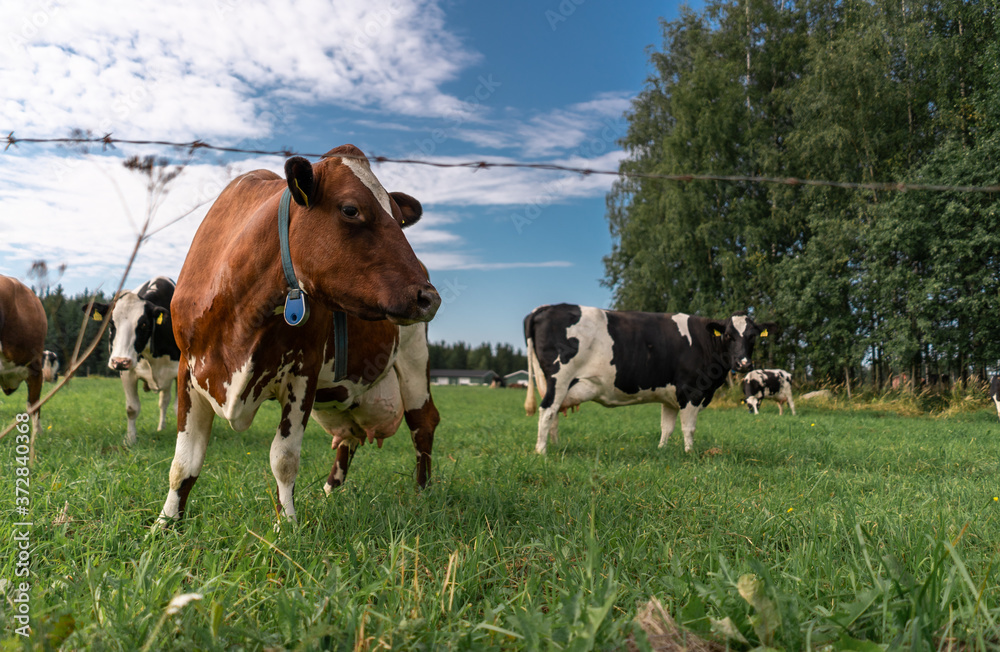brown and white & black cow in a green field during the summer in paimela, Finland 