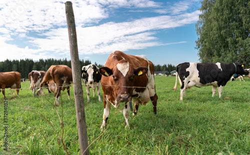 cows on the farm during the hot summer in Paimela, Finland
