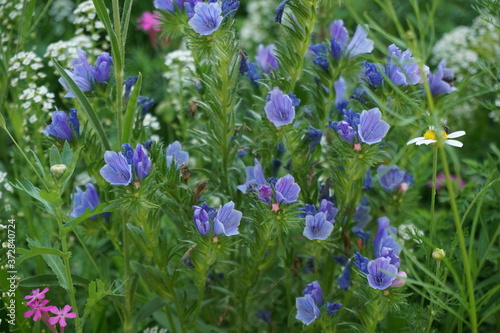 on a flower meadow