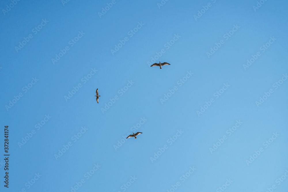 seagull bird in flight on blue sky