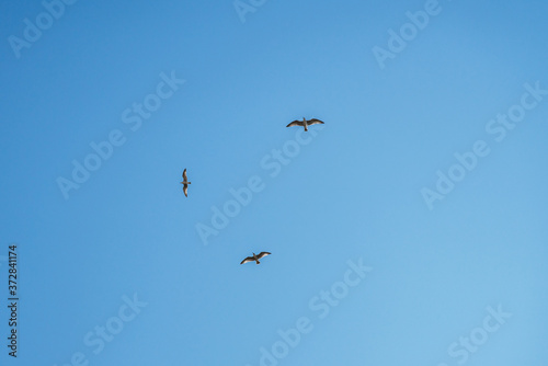 seagull bird in flight on blue sky