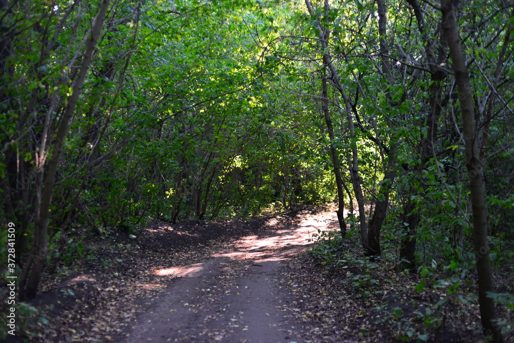 Fototapeta premium sun shining through trees