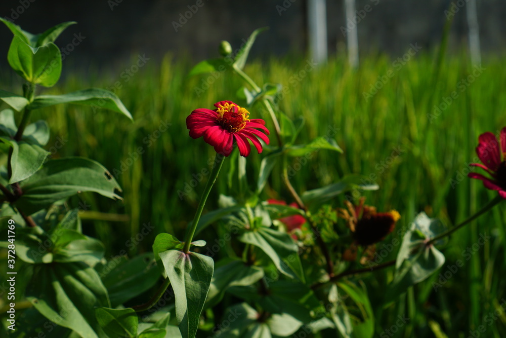 Red Zinnia flower and fresh green grass. Rice field background, outside nature background Red Zinnia flower and fresh green grass. Rice field background, outside nature background