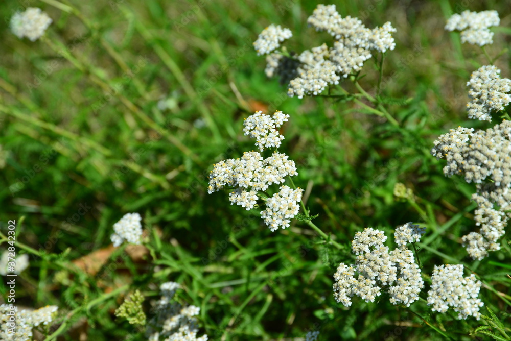 wild flowers in the grass wild flowers in the grass