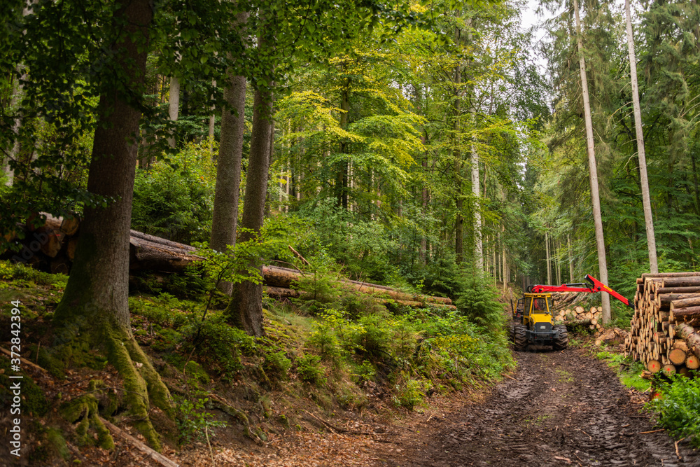 Holzvollernter im Wald bei der Arbeit, Bäume werden gefällt, entastet und für den Transport gestapelt. Holzvollernter im Wald bei der Arbeit, Bäume werden gefällt, entastet und für den Transport gestapelt.