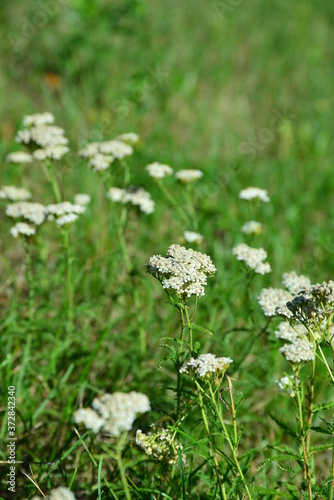 wild flowers in the grass