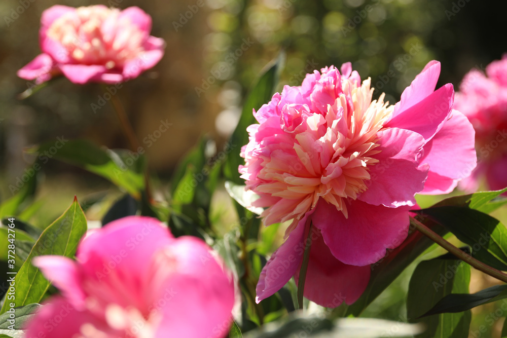 Fototapeta premium Closeup view of blooming pink peony bush outdoors