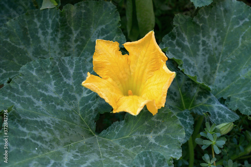 Photo with the image of a close-up of blooming gourd
