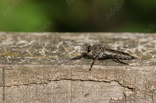 A hunting Robberfly, perching on a wooden fence at the edge of woodland. 