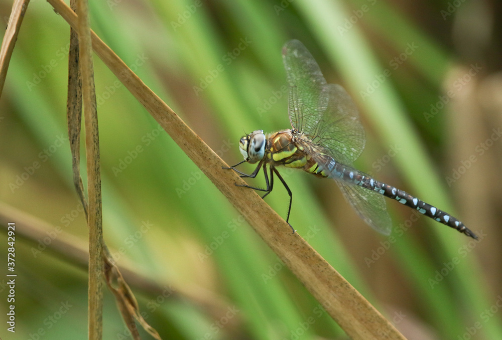 A male Migrant Hawker Dragonfly, Aeshna mixta, perching on a reed at the edge of a lake in the UK. A male Migrant Hawker Dragonfly, Aeshna mixta, perching on a reed at the edge of a lake in the UK.