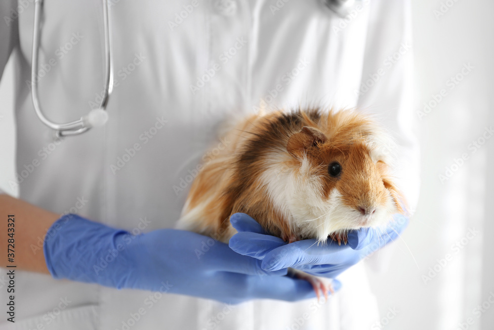 Female veterinarian examining guinea pig in clinic, closeup Female veterinarian examining guinea pig in clinic, closeup