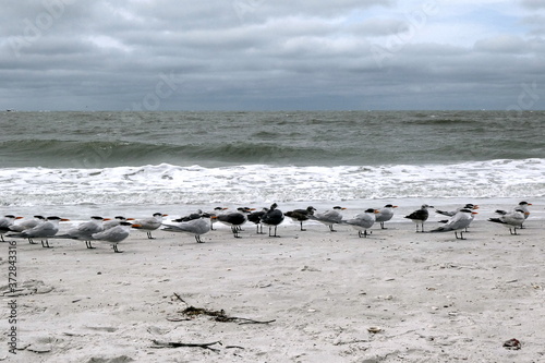 Group of sea gulls at the beach of Lover's Key State Park, Florida
