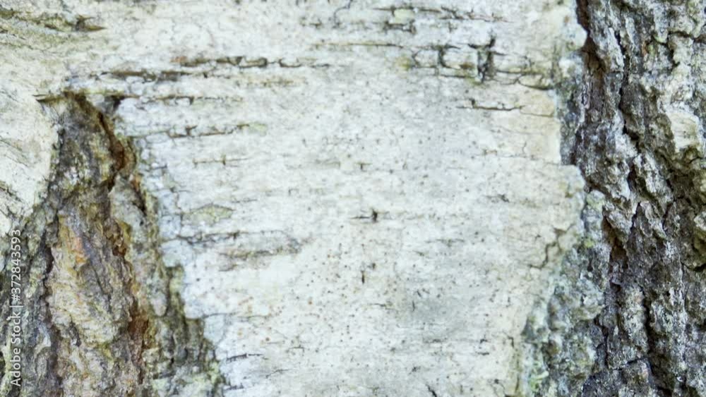 The white skin of the birch tree trunk in the forest The white skin of the birch tree trunk in the forest