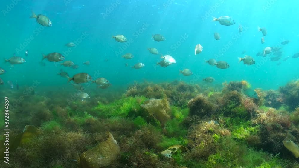 Fish school seabreams with algae on the ocean floor underwater in the Atlantic ocean, Spain, Galicia, Pontevedra, 59.94fps Fish school seabreams with algae on the ocean floor underwater in the Atlantic ocean, Spain, Galicia, Pontevedra, 59.94fps