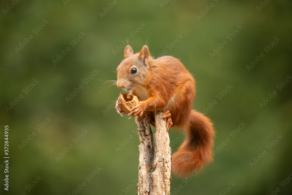 Squirrel, Red Squirrel, Rodent. - obrazy, fototapety, plakaty 