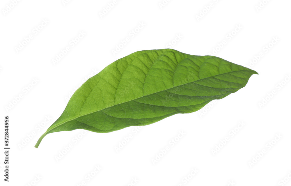 Fototapeta premium Fresh green avocado leaf isolated on white