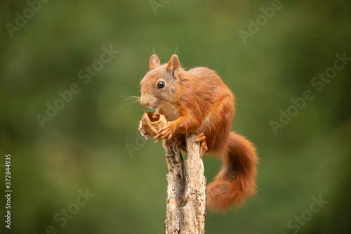 Fototapeta Naklejka Na Ścianę i Meble -  Squirrel, Red Squirrel, Rodent.