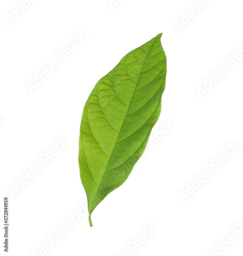 Fresh green avocado leaf isolated on white