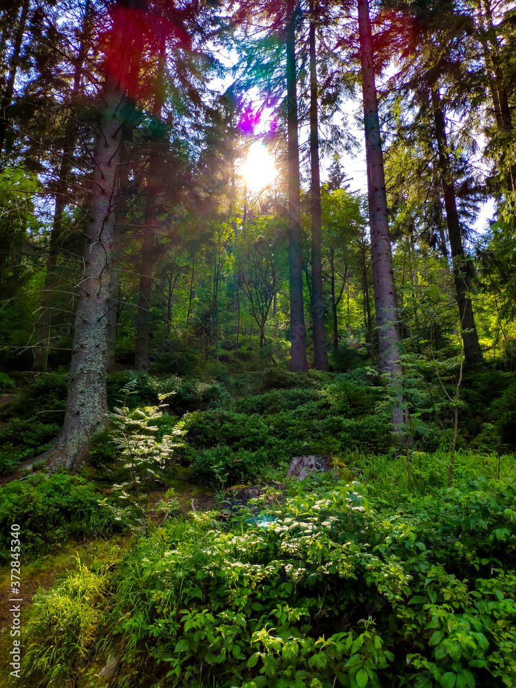 Obraz premium sun rays in the forest
