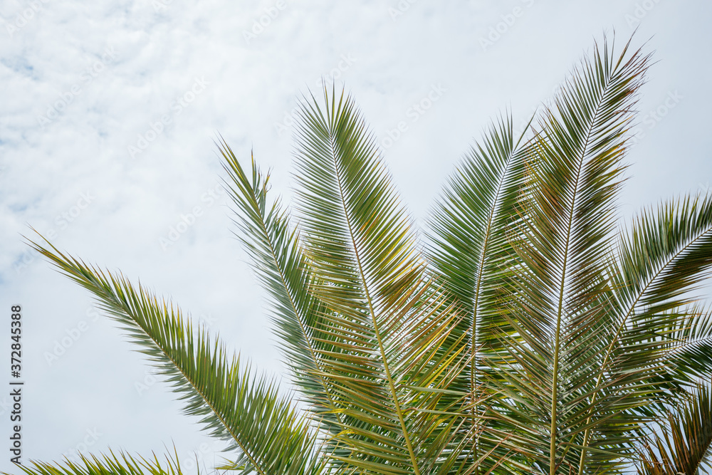 Closeup on green palm leaves border isolated on sky background, fresh exotic tree foliage, paradise beach, summer vacation and holiday concept Closeup on green palm leaves border isolated on sky background, fresh exotic tree foliage, paradise beach, summer vacation and holiday concept