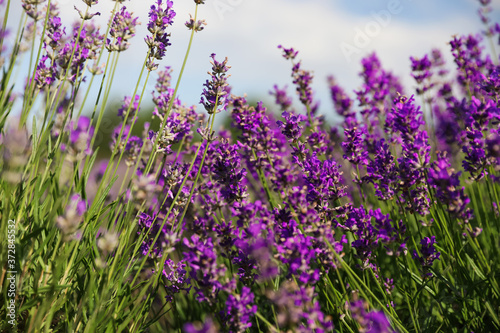 Beautiful blooming lavender field on summer day, closeup