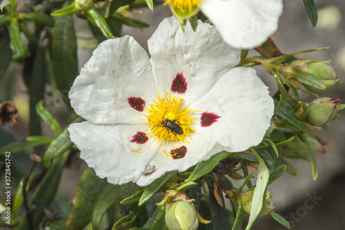 Closeup shot of a beautiful Gum Rockrose and an insect on background of leaves photo