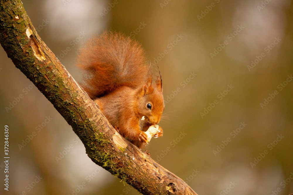 Squirrel, Red Squirrel, Rodent. Squirrel, Red Squirrel, Rodent.