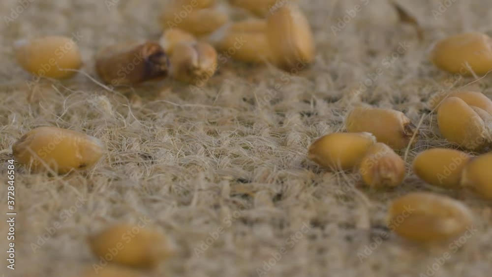 Pouring wheat grains onto burlap. Grain harvest, farming. Macro shooting, camera slowly moving on slider Pouring wheat grains onto burlap. Grain harvest, farming. Macro shooting, camera slowly moving on slider
