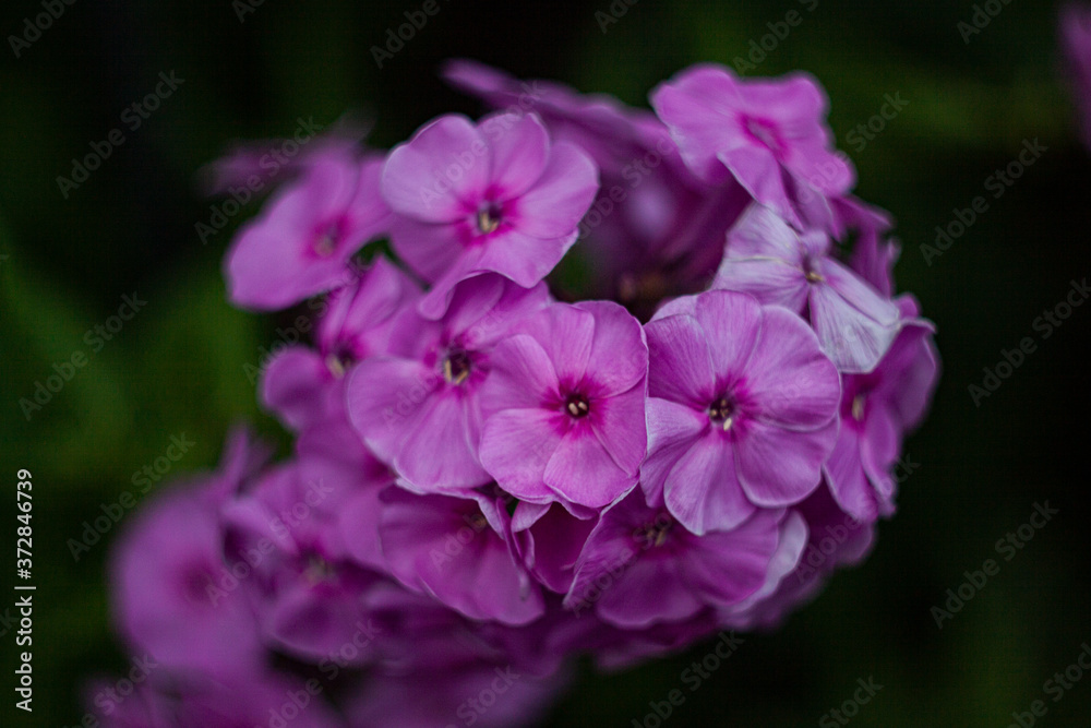 Photo of purple garden flowers vechernitsy, close-up Photo of purple garden flowers vechernitsy, close-up