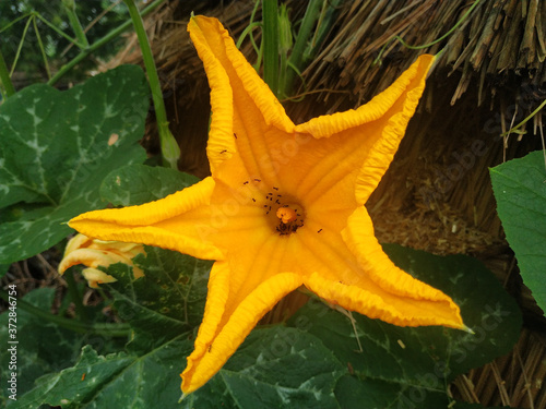 Blooming pumpkin flower with aunts